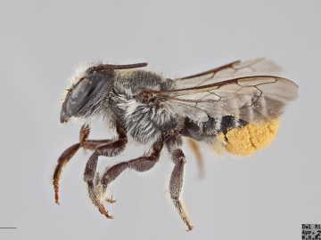 [Megachile gentilis female thumbnail]